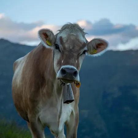 Alpstuga Alphuette Bielerchaeller
