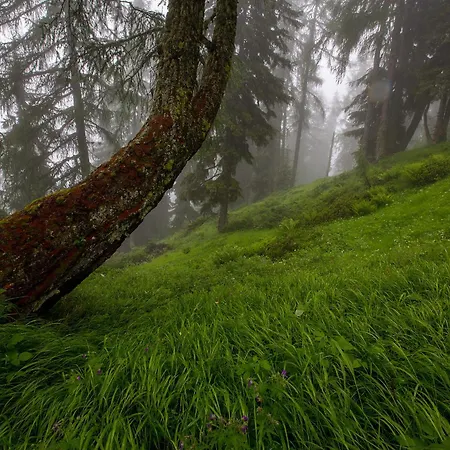 Alphuette Bielerchaeller Alpstuga *