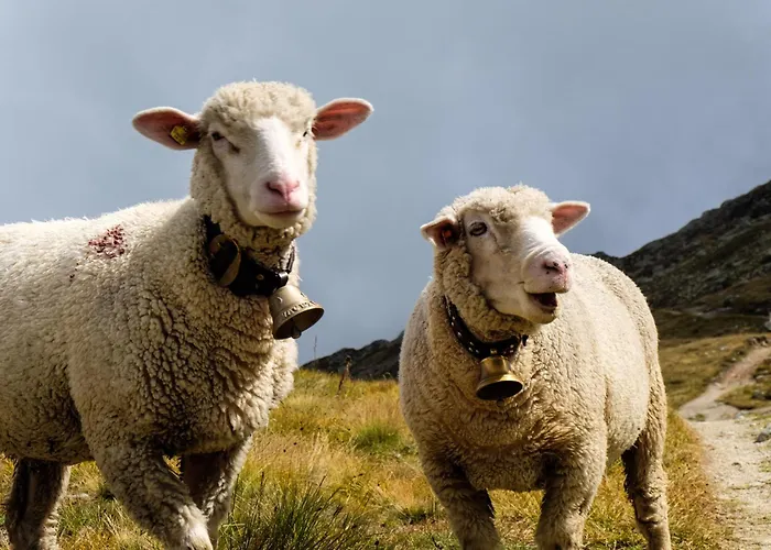 Alphuette Bielerchaeller